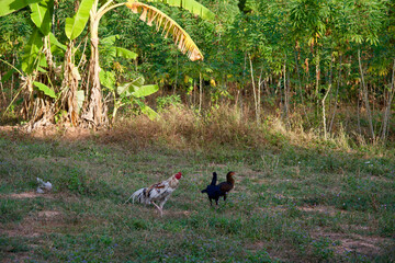 The chickens are feeding
