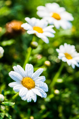Fototapeta premium Daisy flowers with a dewdrop in the leaves, outdoor garden.