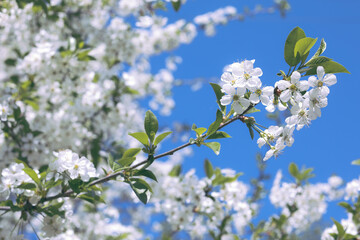 Spring Time - an apple tree branch with flowers isolated on blue clear sky