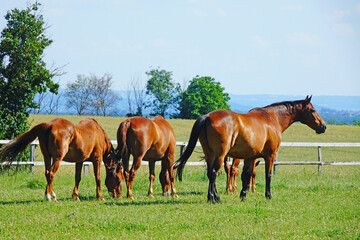 Obraz premium Chevaux dans une ferme, dans le departement de l'Ain, Auvergne-Rhône-Alpes, France