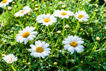 Fototapeta premium Close-up beautiful daisy flowers blooming in the garden.