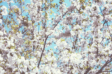 Spring Time - an apple tree branch with flowers isolated on blue clear sky