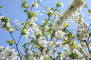 Spring Time - an apple tree branch with flowers isolated on blue clear sky