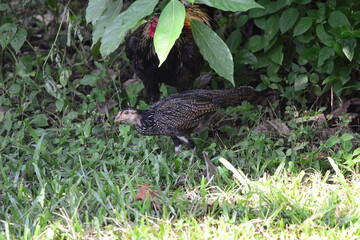 The chickens are feeding

