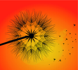 Silhouette of beautiful dandelion