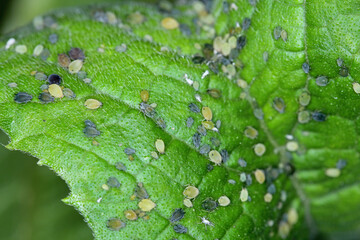 Colony of Cotton aphid  (also called melon aphid and cotton aphid) - Aphis gossypii on a leaf