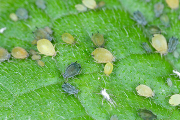 Colony of Cotton aphid  (also called melon aphid and cotton aphid) - Aphis gossypii on a leaf