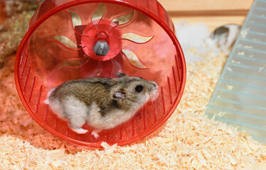 The female Djungarian dwarf hamster is running in the red plastic wheel in the cage.