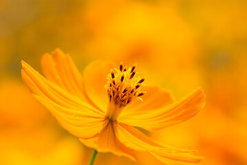 Cosmos flowers on nature, outdoor garden.