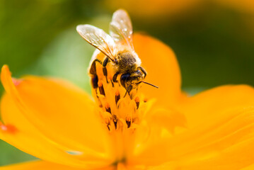 Close-up cosmos flowers with the bee, in the outdoor garden.
