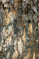 Tree wooden background