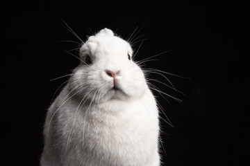 Baby bunny rabbite white mini lop ermine