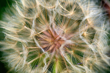 DENTE DI LEONE © Giuliano Bianchini