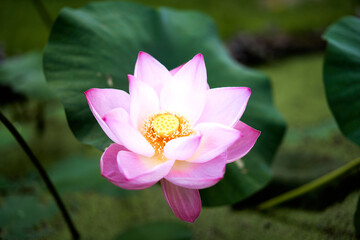 Pink Beautifull Lotus