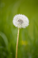 dandelion with fluff on a green blurred background