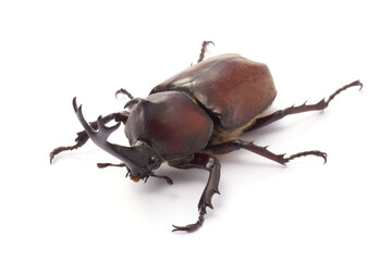 カブトムシオス