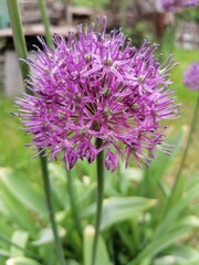 purple thistle flower