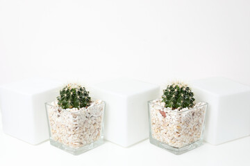 Modern home decor tropical plant. Cactus on white background. Minimalism flat lay.