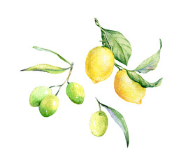 Set of hand drawn watercolor botanical illustration of fresh yellow Lemons and Green Olives brunch.