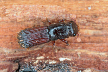Male of Platypus cylindrus, commonly known as the oak pinhole borer, is a species of ambrosia beetle in the weevil family Curculionidae formerly Platypodidae. Pest in forests.