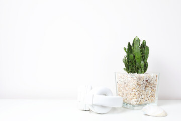 Modern home decor tropical plant. Cactus on white background. Minimalism flat lay.