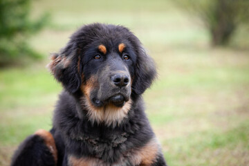 Horizontal portrait of Tibetan mastiff lying on a grass in summer cloudy day 