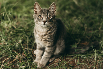Naklejka na ściany i meble Beautiful small gray striped kitten walking outdoors on grass in summer.