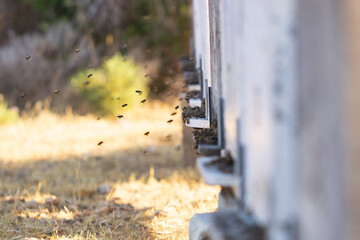 Nice wooden beehives in a green field. Working apiary with many bees flying over honey farm. close up bees at beehive. honeybee eat honey.