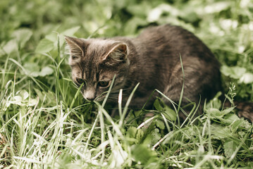 Beautiful small gray striped kitten walking outdoors on grass in summer.
