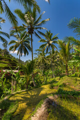 Fototapeta na wymiar Paysage de rizières en terrasse à Bali