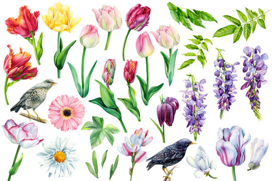 Set off  flowers tulips, chamomile, gerbera, wisteria, hazel grouse, white magnolia, birds, starlings, the elements are drawn in hand-made watercolor,  botanical illustration