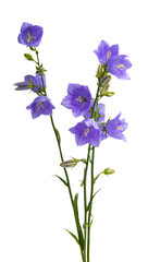 Obraz na płótnie Canvas blue bells flowers isolated