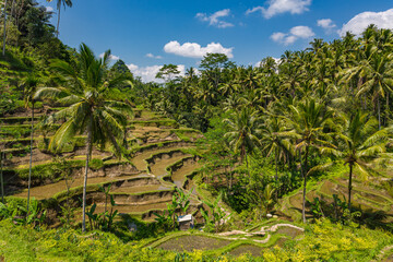 Fototapeta na wymiar Paysage de rizière en terrasse à Bali