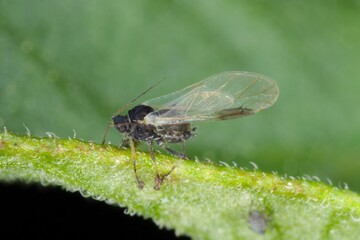 The black bean aphid (Aphis fabae) is a member of the order Hemiptera. Other common names include blackfly, bean aphid and beet leaf aphid. It is pest of many crops. Insects on bean.