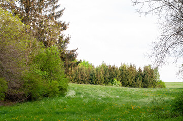 landscape with meadow and forest in springtime