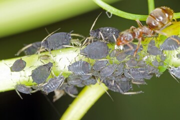 The black bean aphid (Aphis fabae) is a member of the order Hemiptera. Other common names include blackfly, bean aphid and beet leaf aphid. It is pest of many crops. Insects on bean.