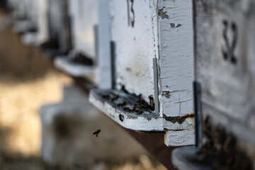 Nice wooden beehives in a green field. Working apiary with many bees flying over honey farm. close up bees at beehive. honeybee eat honey.