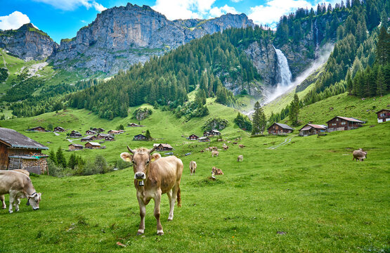 Swiss Alps paradise landscape panorama, with cows, watefall and meadow. Taken in Asch village, canton of Uri, Switzerland.                           
