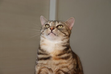 上を向いている美しい猫アメリカンショートヘア