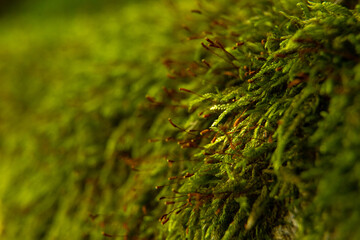 moss on the tree
