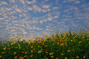 Beautiful cosmos flowers and cloudy sky in the morning