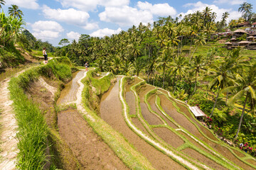 Paysage de rizières en terrasse à Bali
