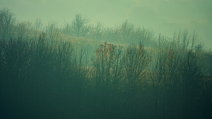 Deciduous forest in a foggy haze on the hillsides. - obrazy, fototapety, plakaty