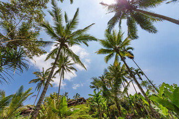 Palmiers et ciel bleu