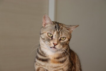 少し怒った表情の猫アメリカンショートヘア