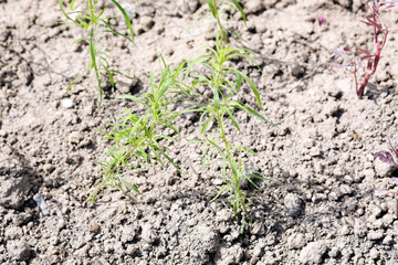 Dry soil texture on the ground without rain
