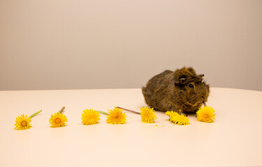 Cute brown guinea pig eat the dandelion flower