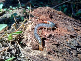 Close up centipede with a natural background