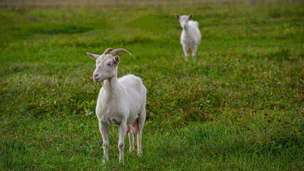 Plakat goats in a meadow among green grass.