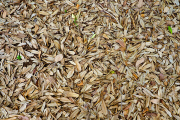 Dry leaves Fallen on the ground.Ideal for use in the design background images and insert text.